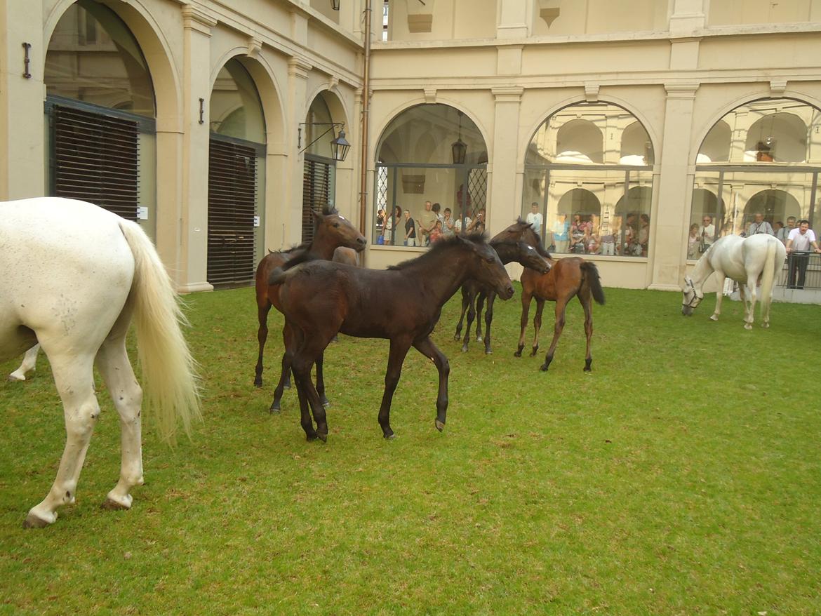 Den Spanske Rideskole i Wien billede 49