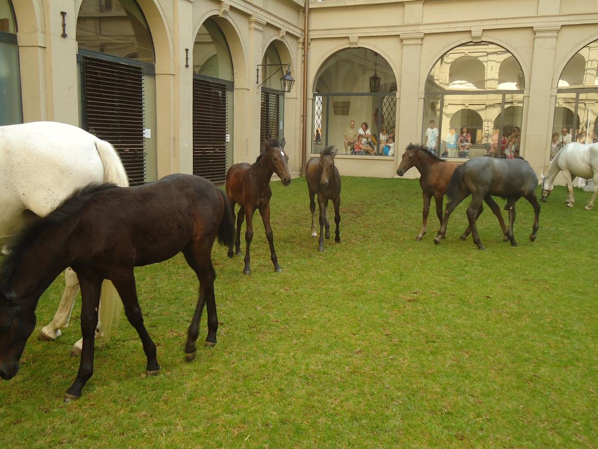 Den Spanske Rideskole i Wien billede 50