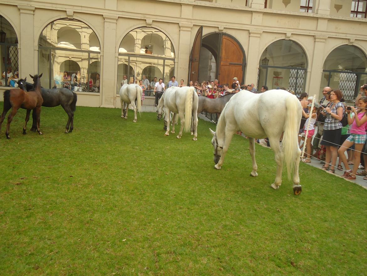 Den Spanske Rideskole i Wien billede 52