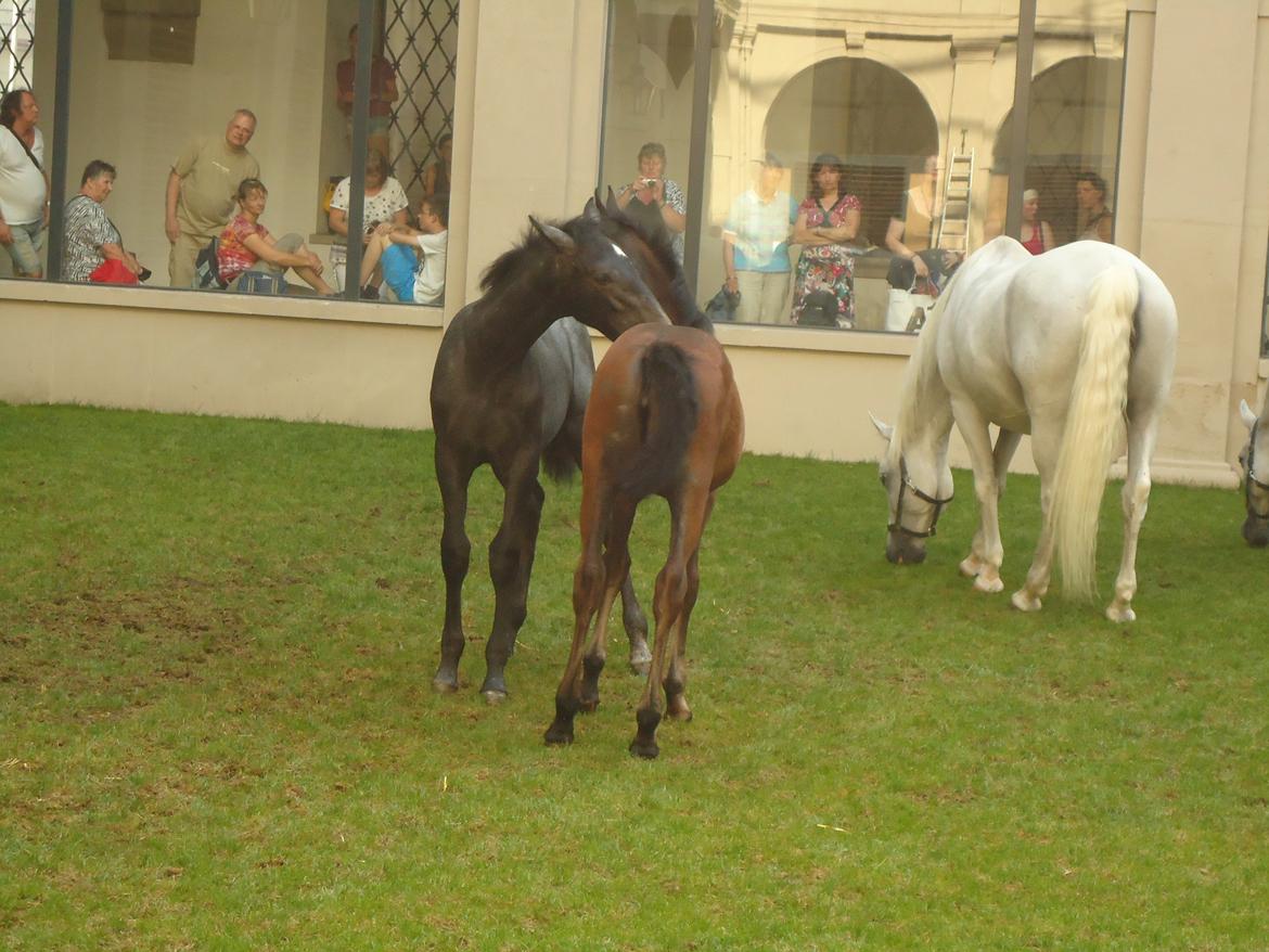 Den Spanske Rideskole i Wien billede 53