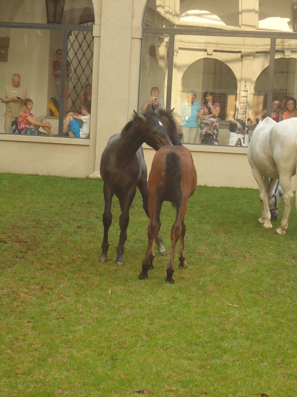 Den Spanske Rideskole i Wien billede 54
