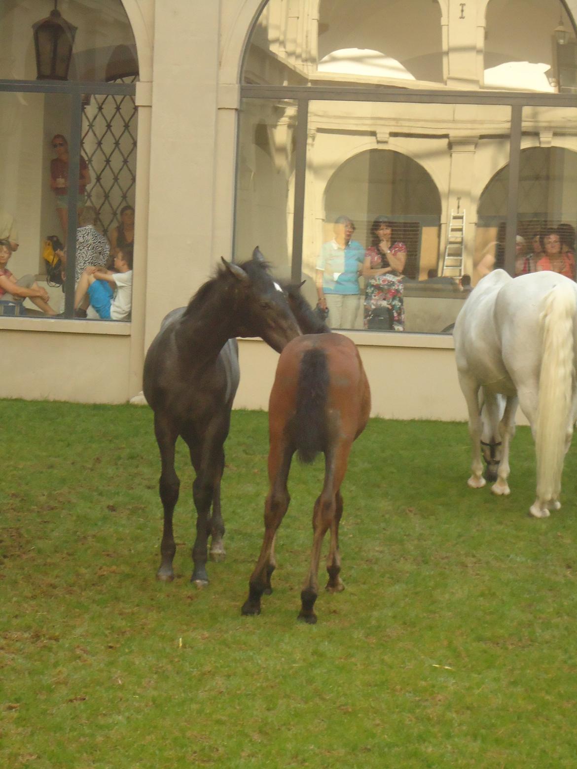 Den Spanske Rideskole i Wien billede 55
