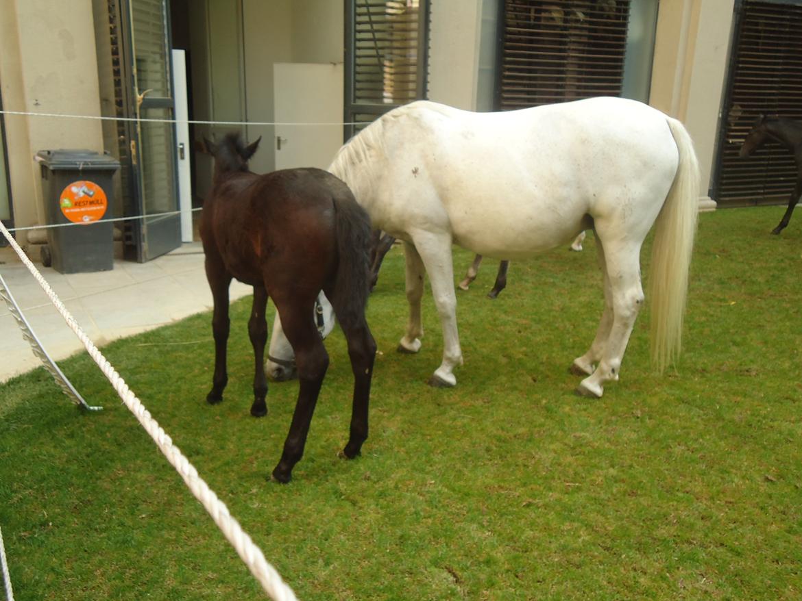 Den Spanske Rideskole i Wien billede 56