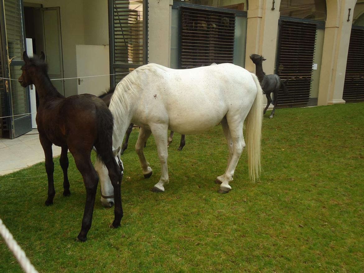 Den Spanske Rideskole i Wien billede 57