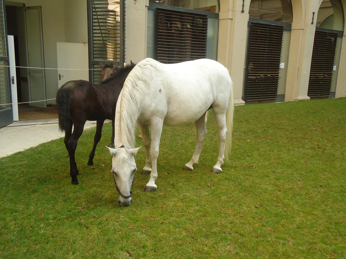 Den Spanske Rideskole i Wien billede 58