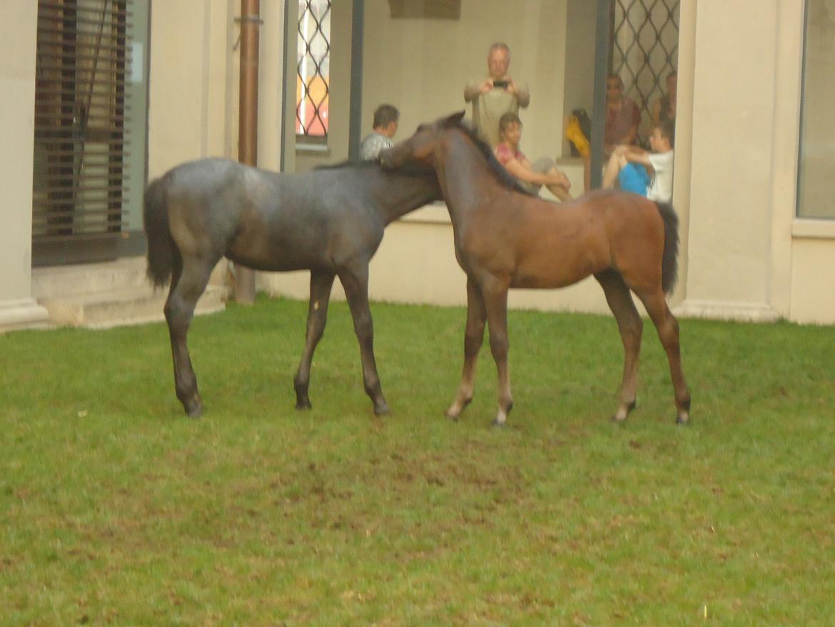 Den Spanske Rideskole i Wien billede 59