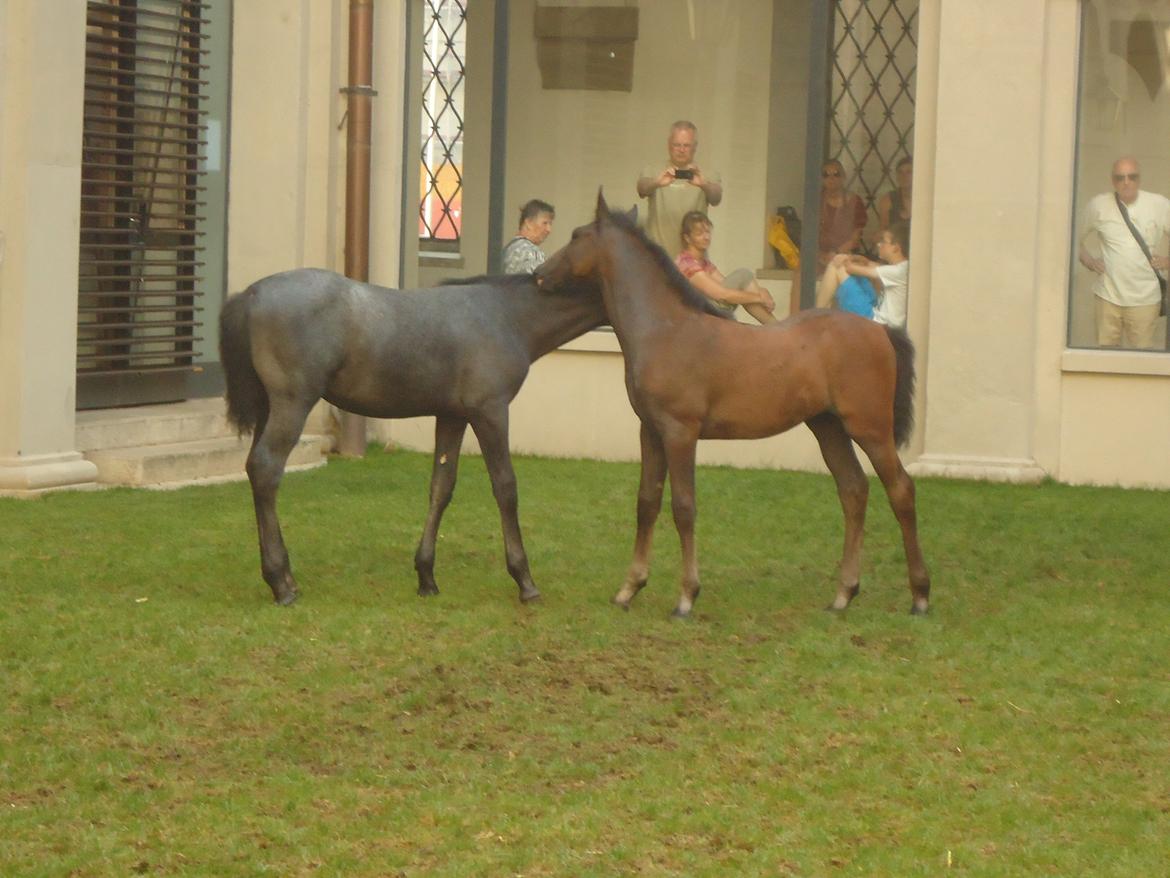 Den Spanske Rideskole i Wien billede 60