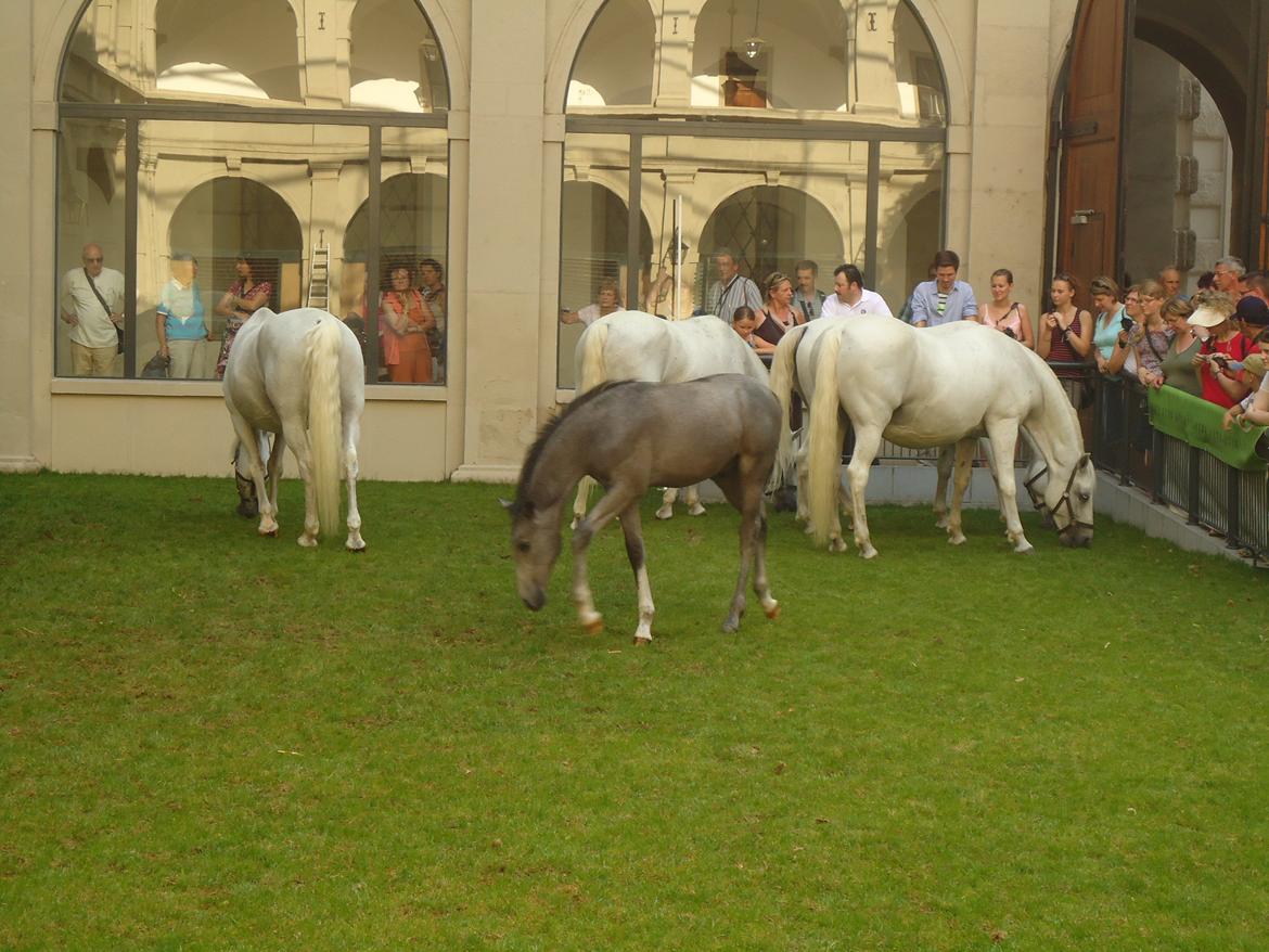 Den Spanske Rideskole i Wien billede 61