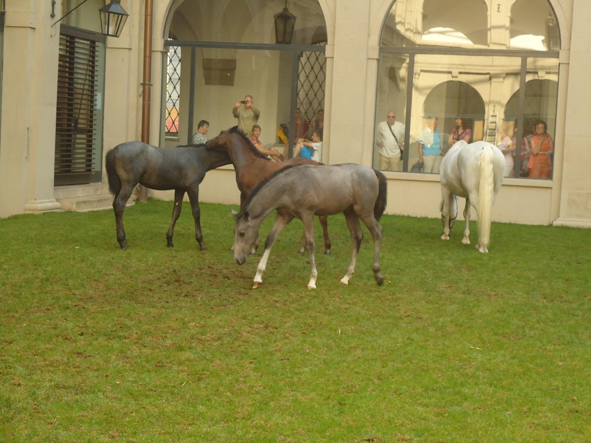 Den Spanske Rideskole i Wien billede 62