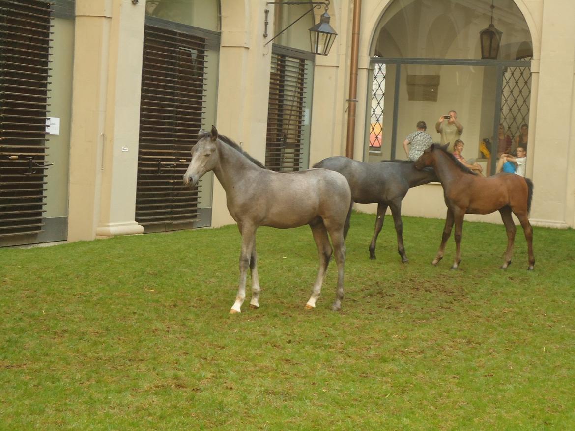 Den Spanske Rideskole i Wien billede 63