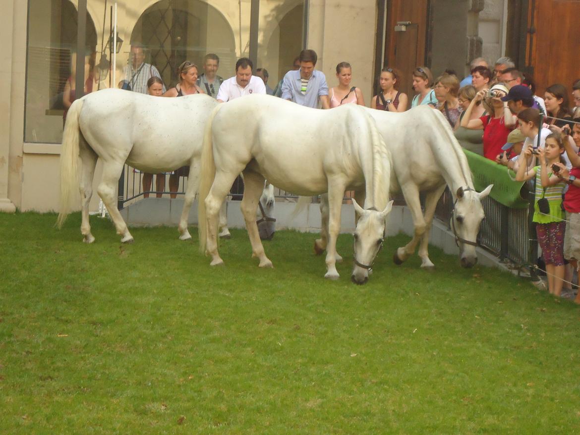 Den Spanske Rideskole i Wien billede 64