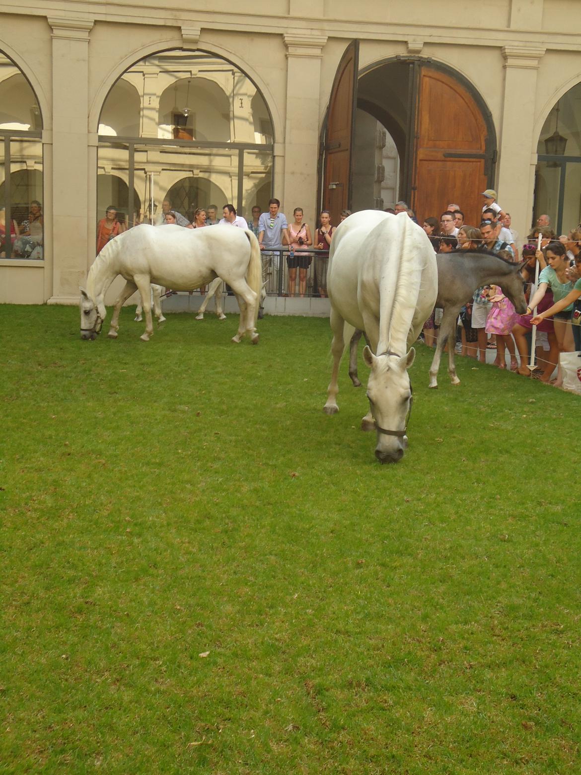 Den Spanske Rideskole i Wien billede 65