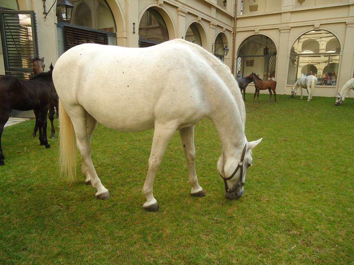 Den Spanske Rideskole i Wien billede 66