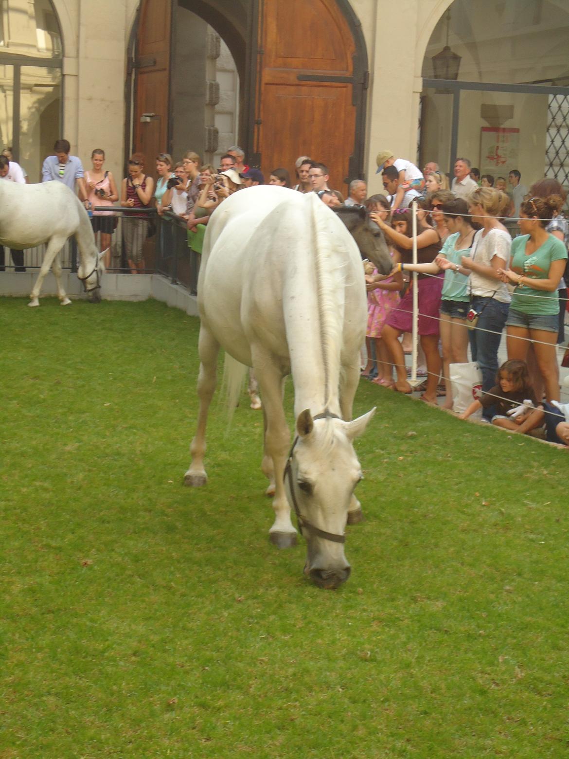 Den Spanske Rideskole i Wien billede 67