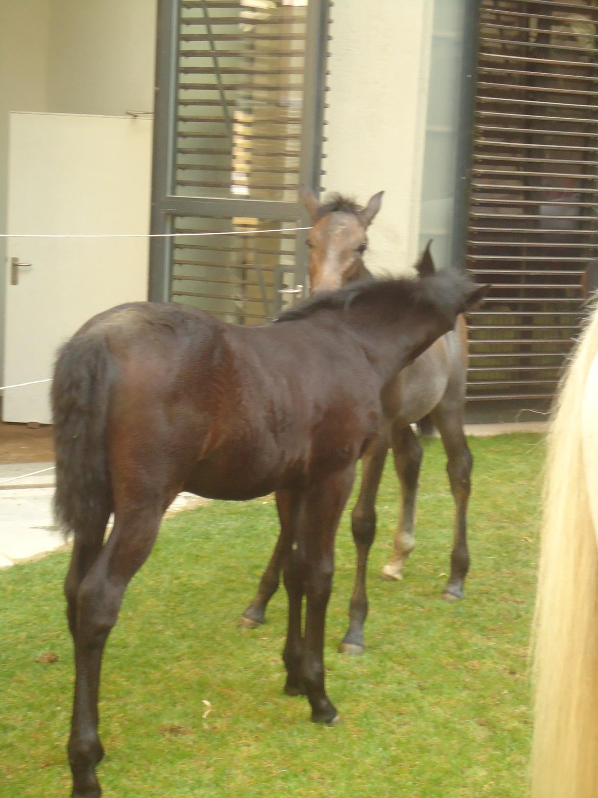 Den Spanske Rideskole i Wien billede 68