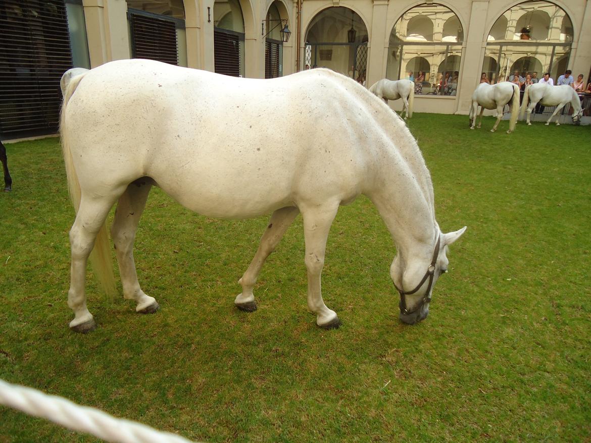 Den Spanske Rideskole i Wien billede 69