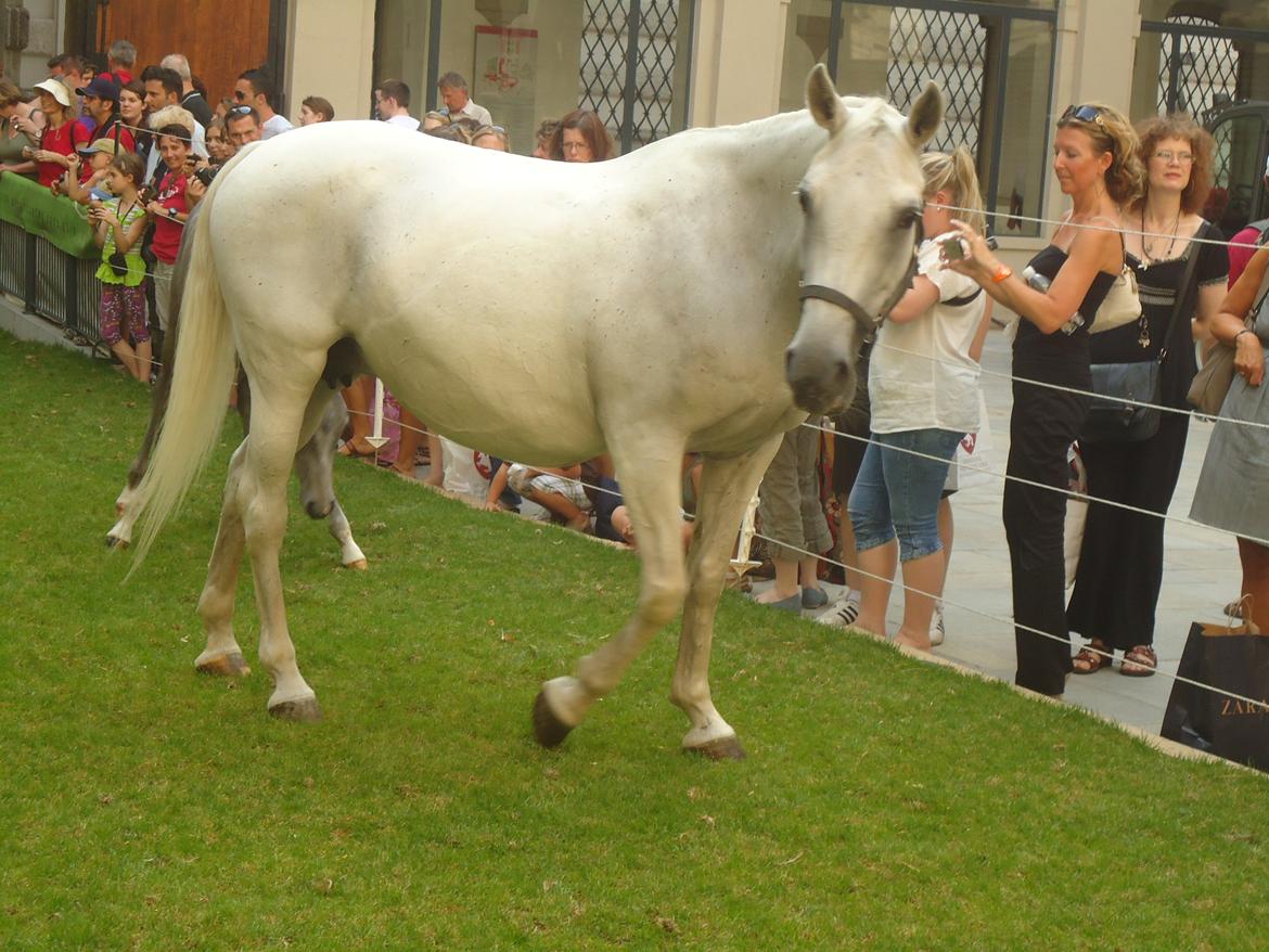 Den Spanske Rideskole i Wien billede 70