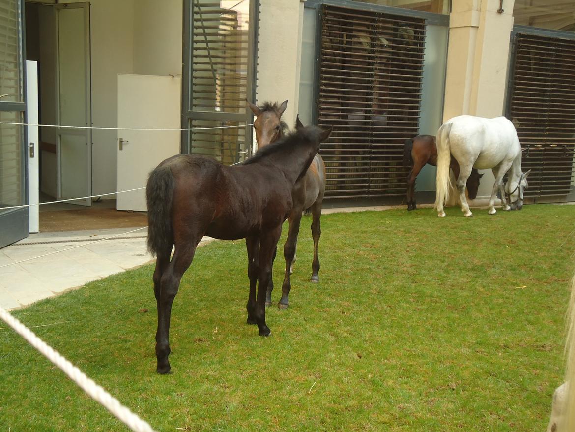 Den Spanske Rideskole i Wien billede 71