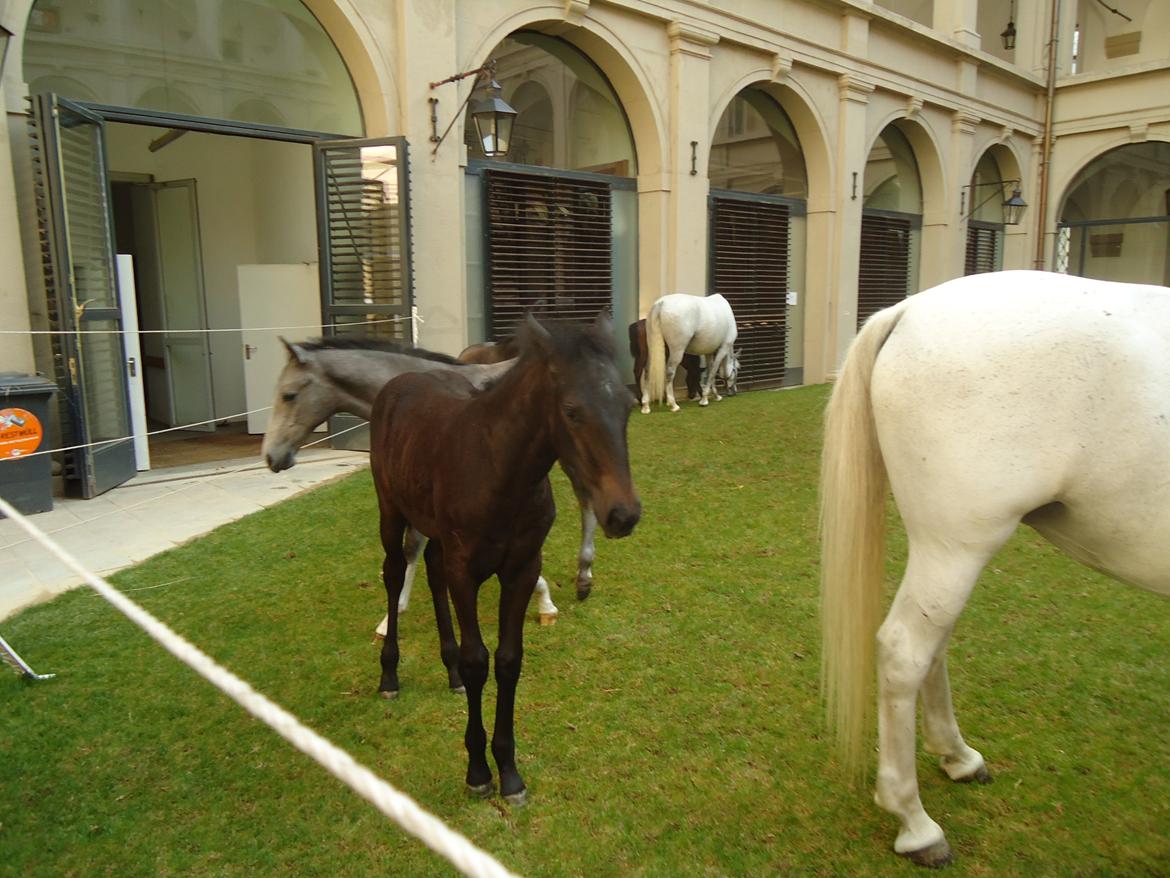 Den Spanske Rideskole i Wien billede 72