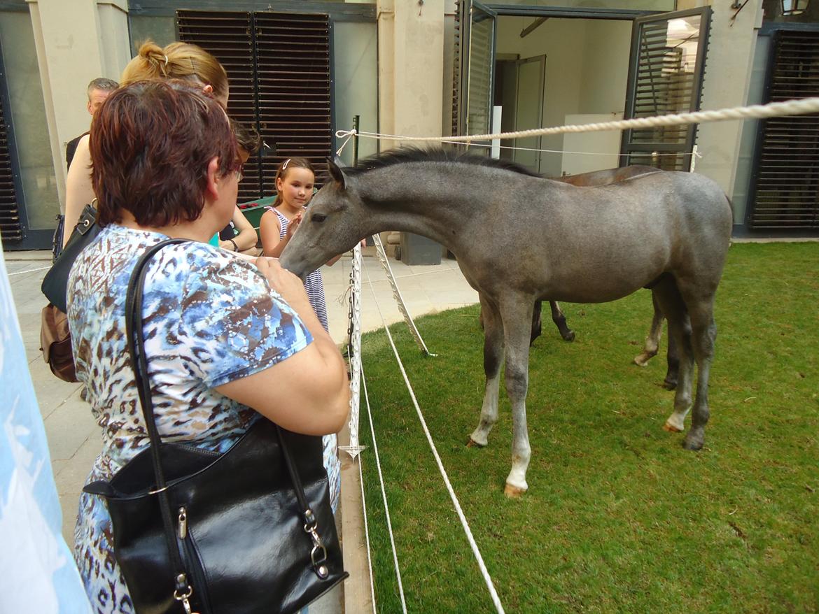 Den Spanske Rideskole i Wien billede 73