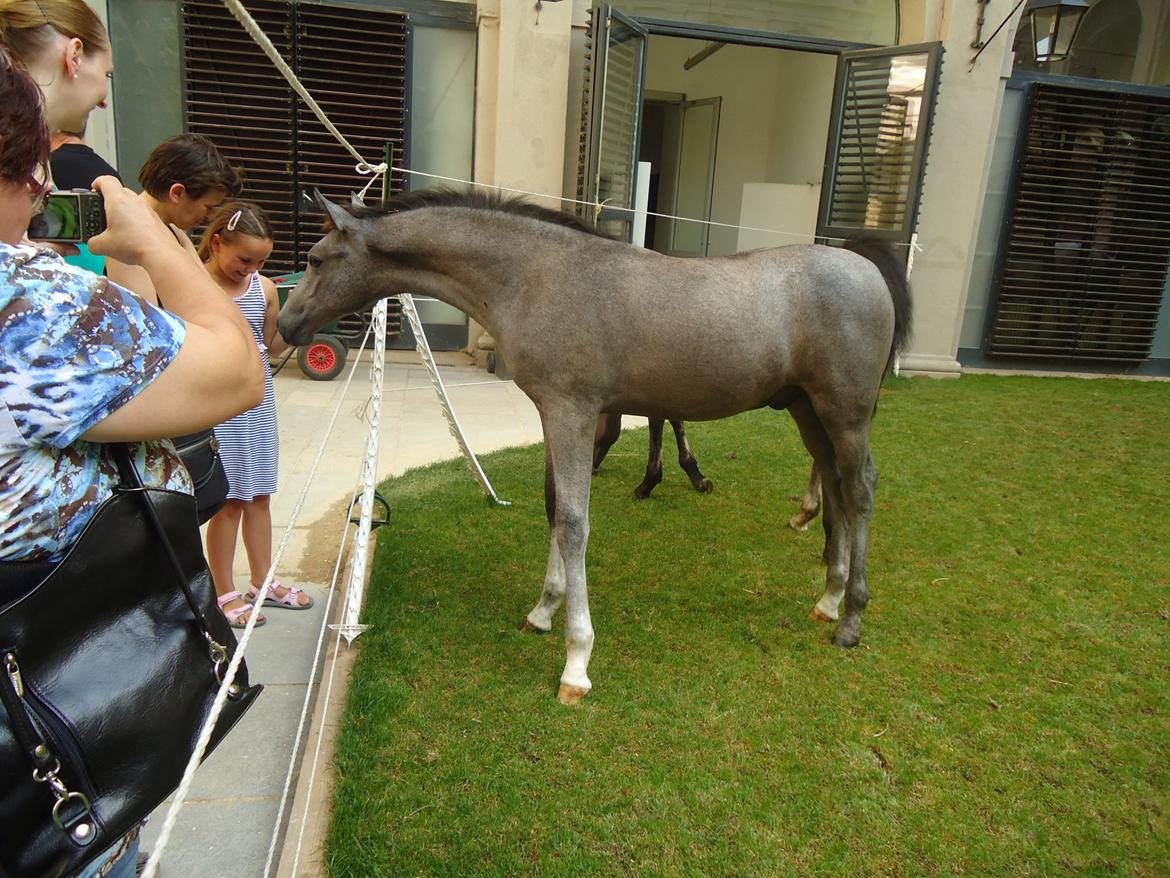 Den Spanske Rideskole i Wien billede 74