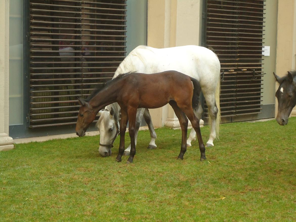 Den Spanske Rideskole i Wien billede 75