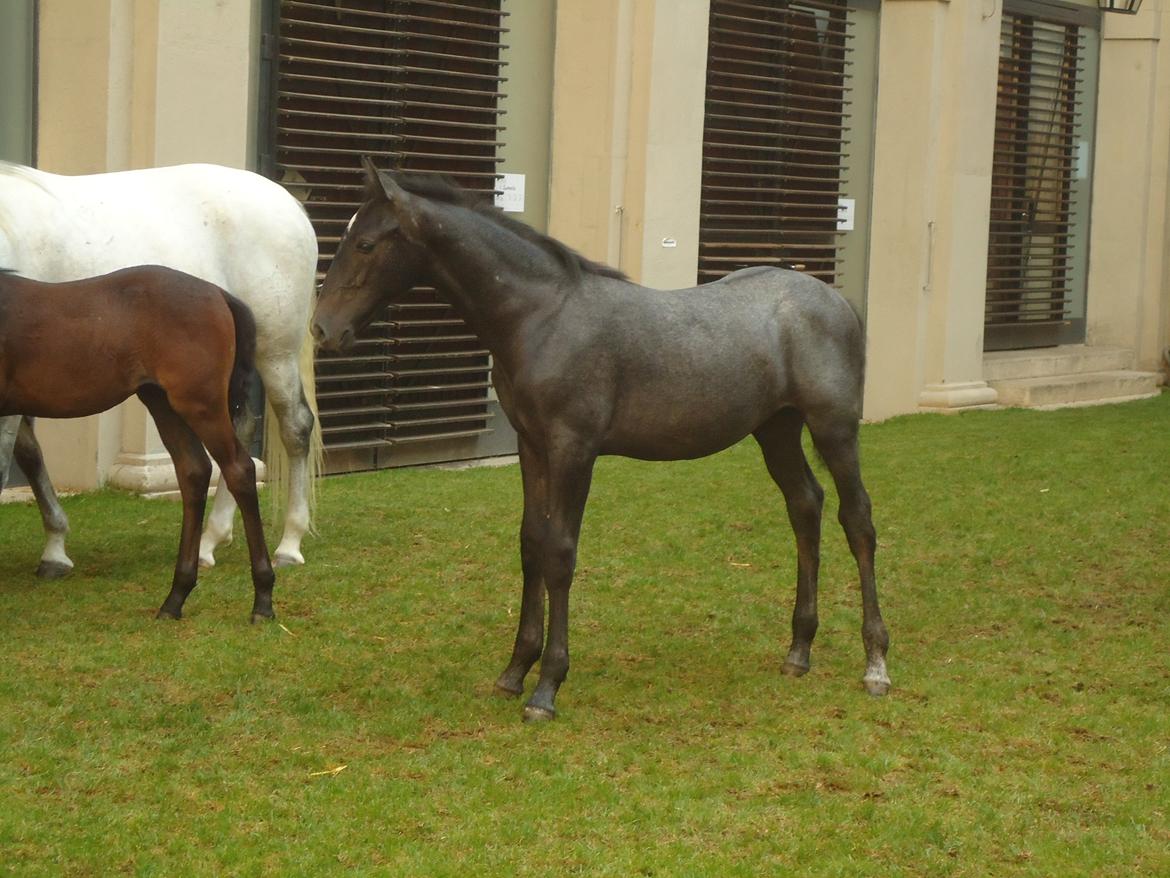 Den Spanske Rideskole i Wien billede 76
