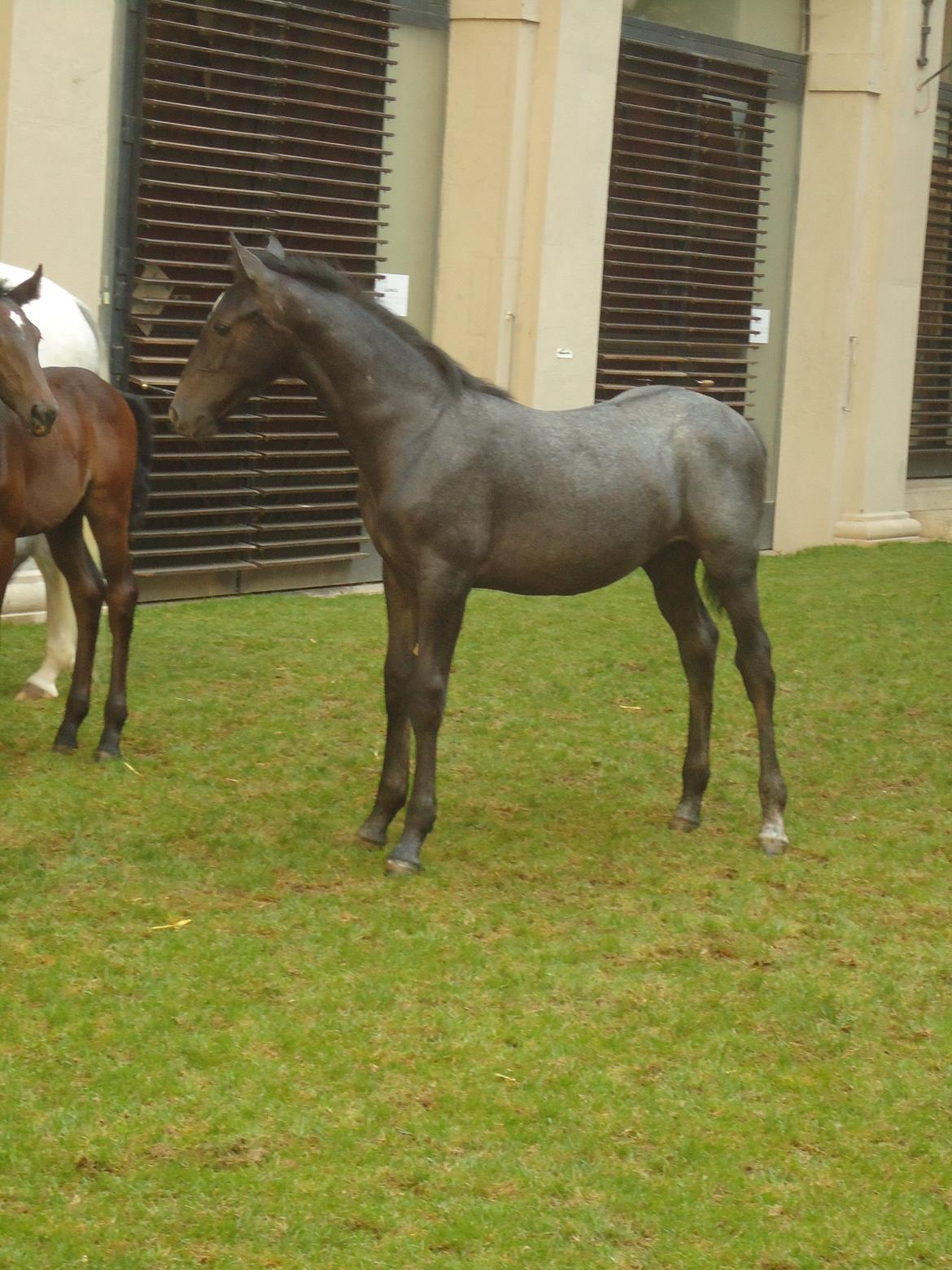 Den Spanske Rideskole i Wien billede 77