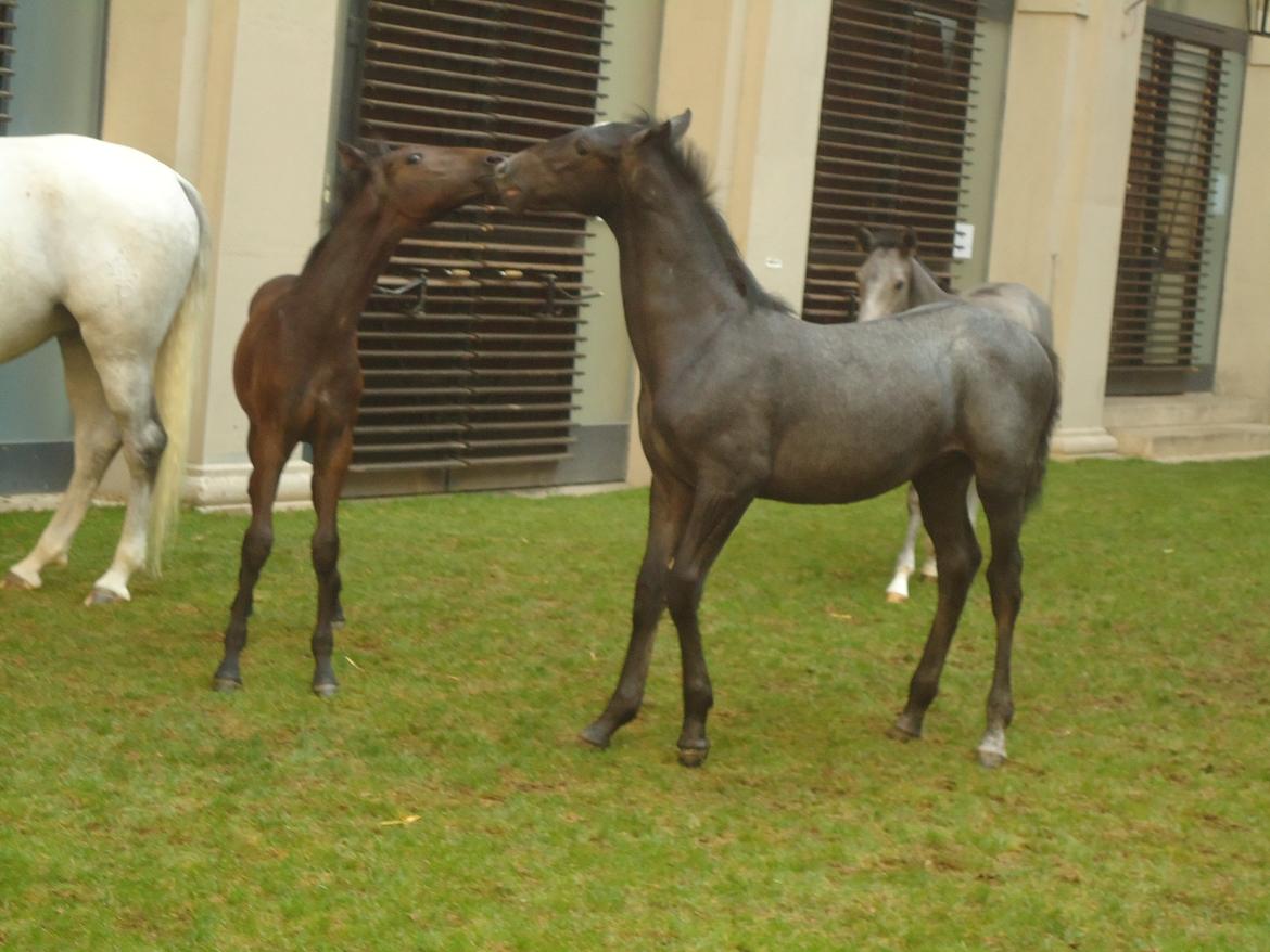 Den Spanske Rideskole i Wien billede 78