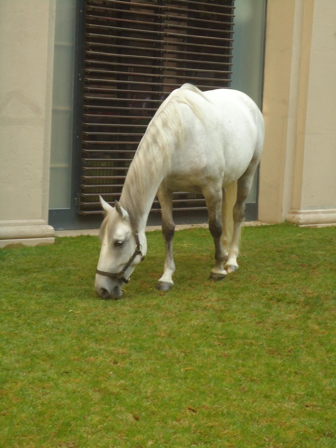 Den Spanske Rideskole i Wien billede 79