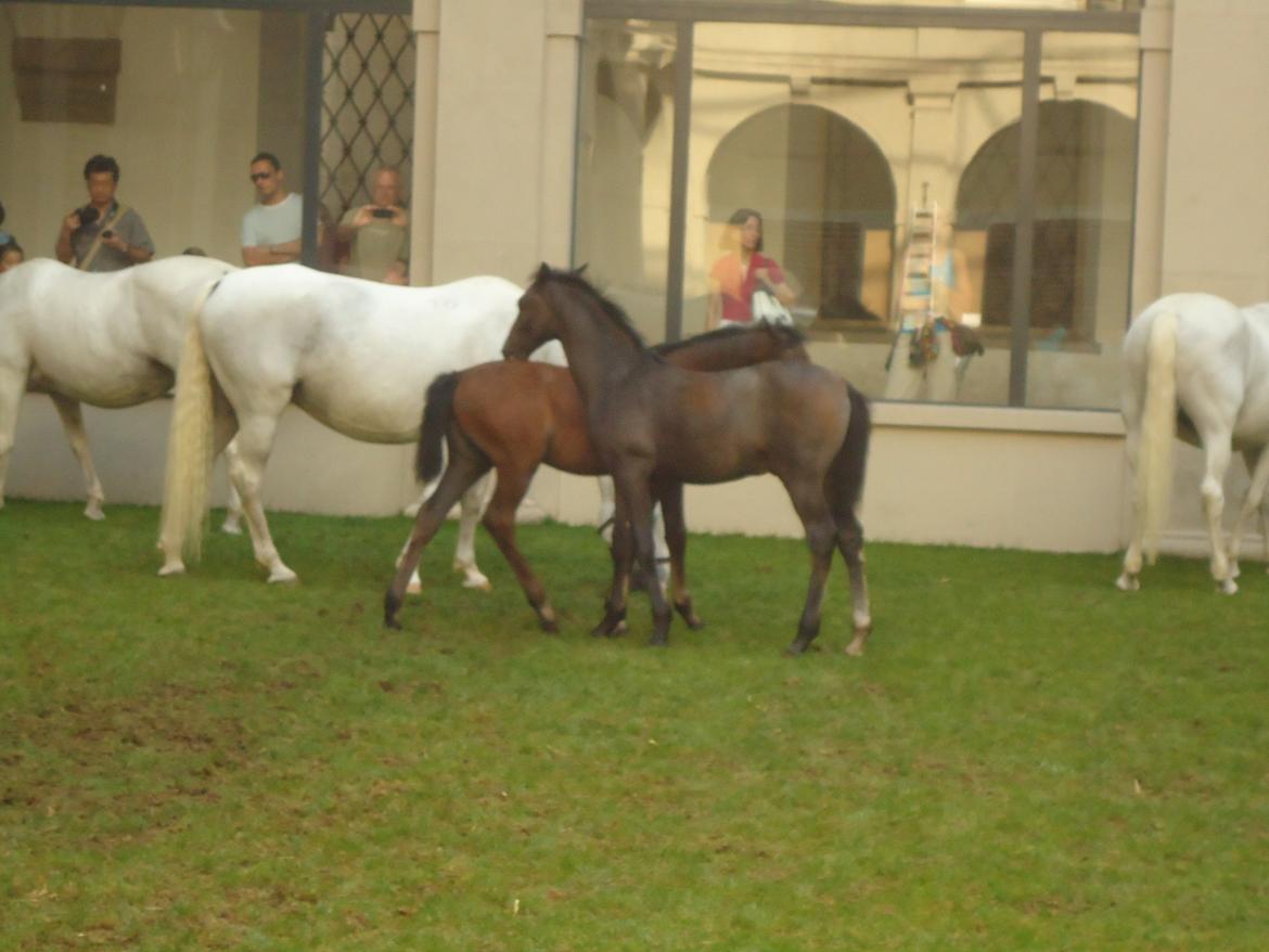 Den Spanske Rideskole i Wien billede 80