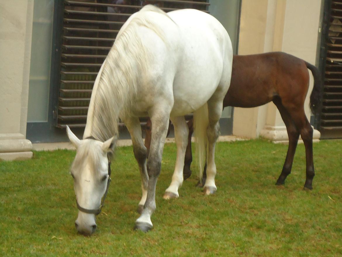 Den Spanske Rideskole i Wien billede 81