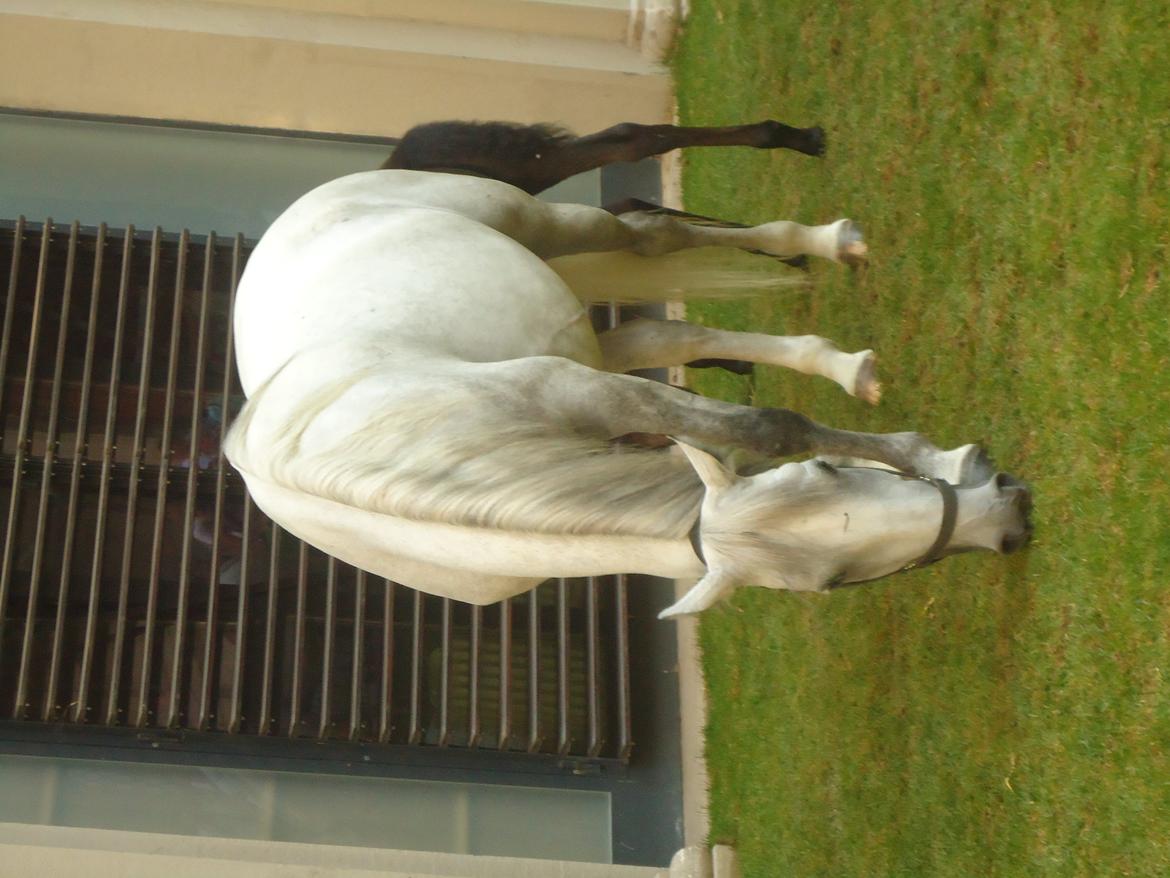 Den Spanske Rideskole i Wien billede 82