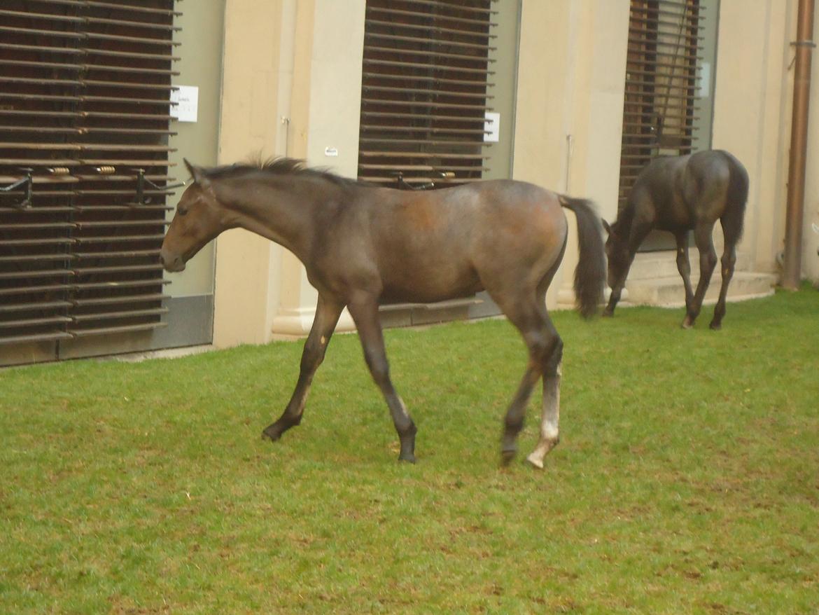 Den Spanske Rideskole i Wien billede 83