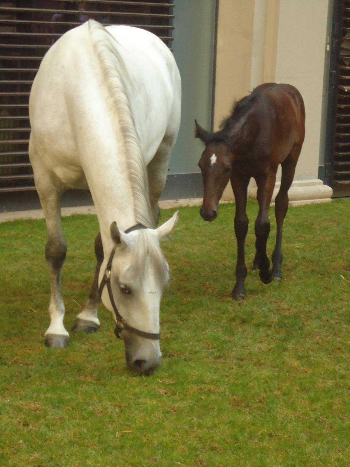 Den Spanske Rideskole i Wien billede 84