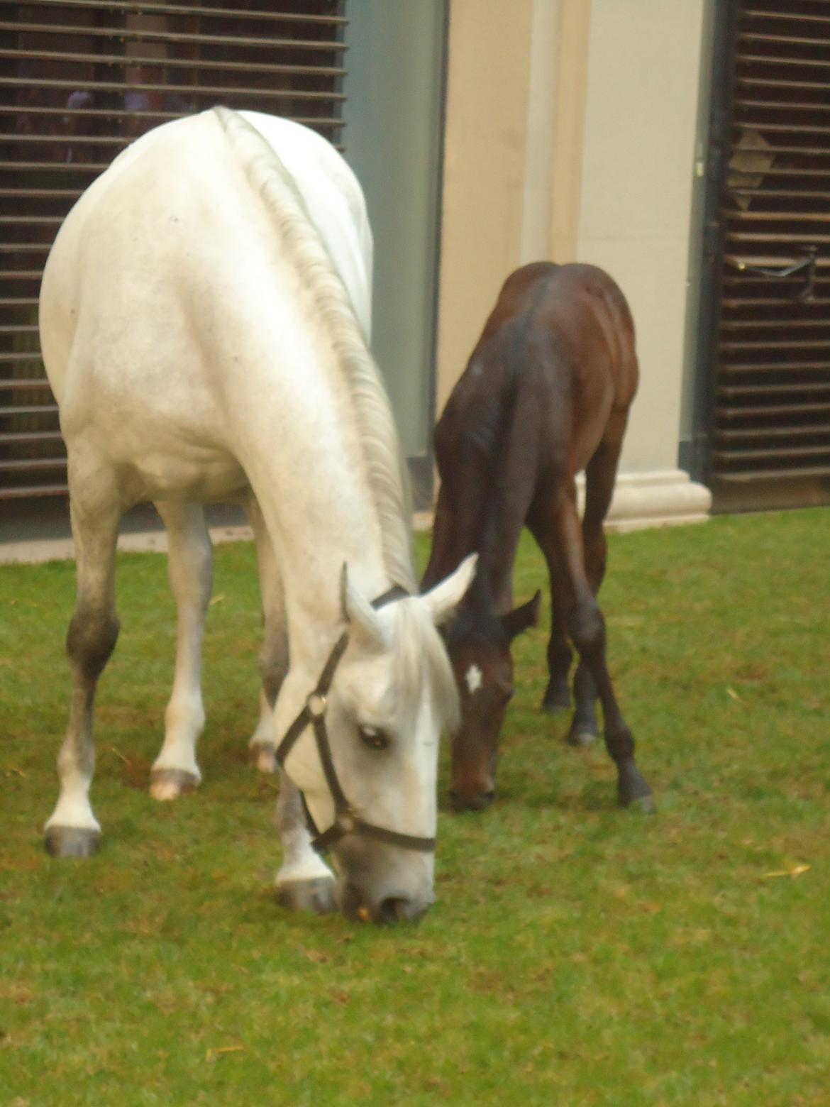 Den Spanske Rideskole i Wien billede 85