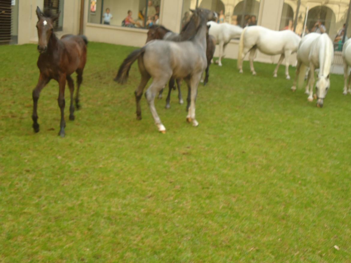 Den Spanske Rideskole i Wien billede 86