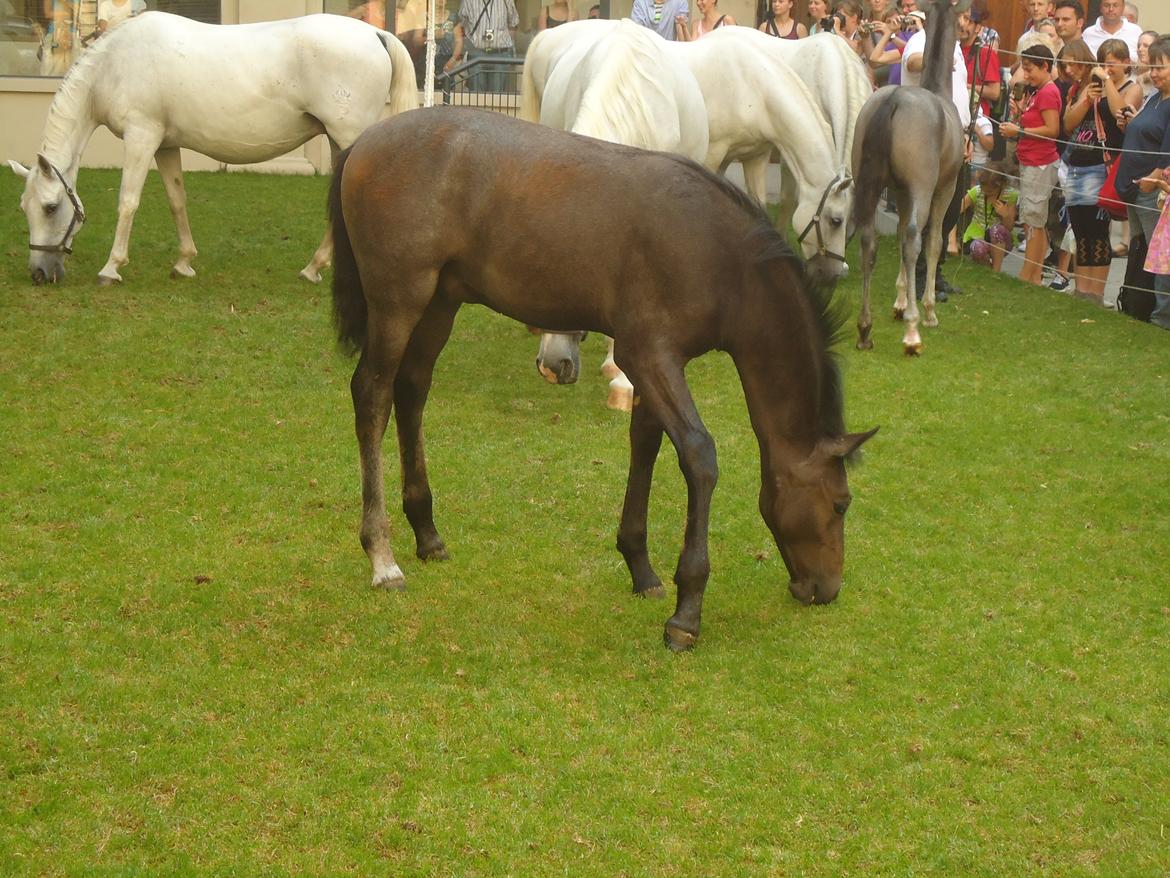 Den Spanske Rideskole i Wien billede 87