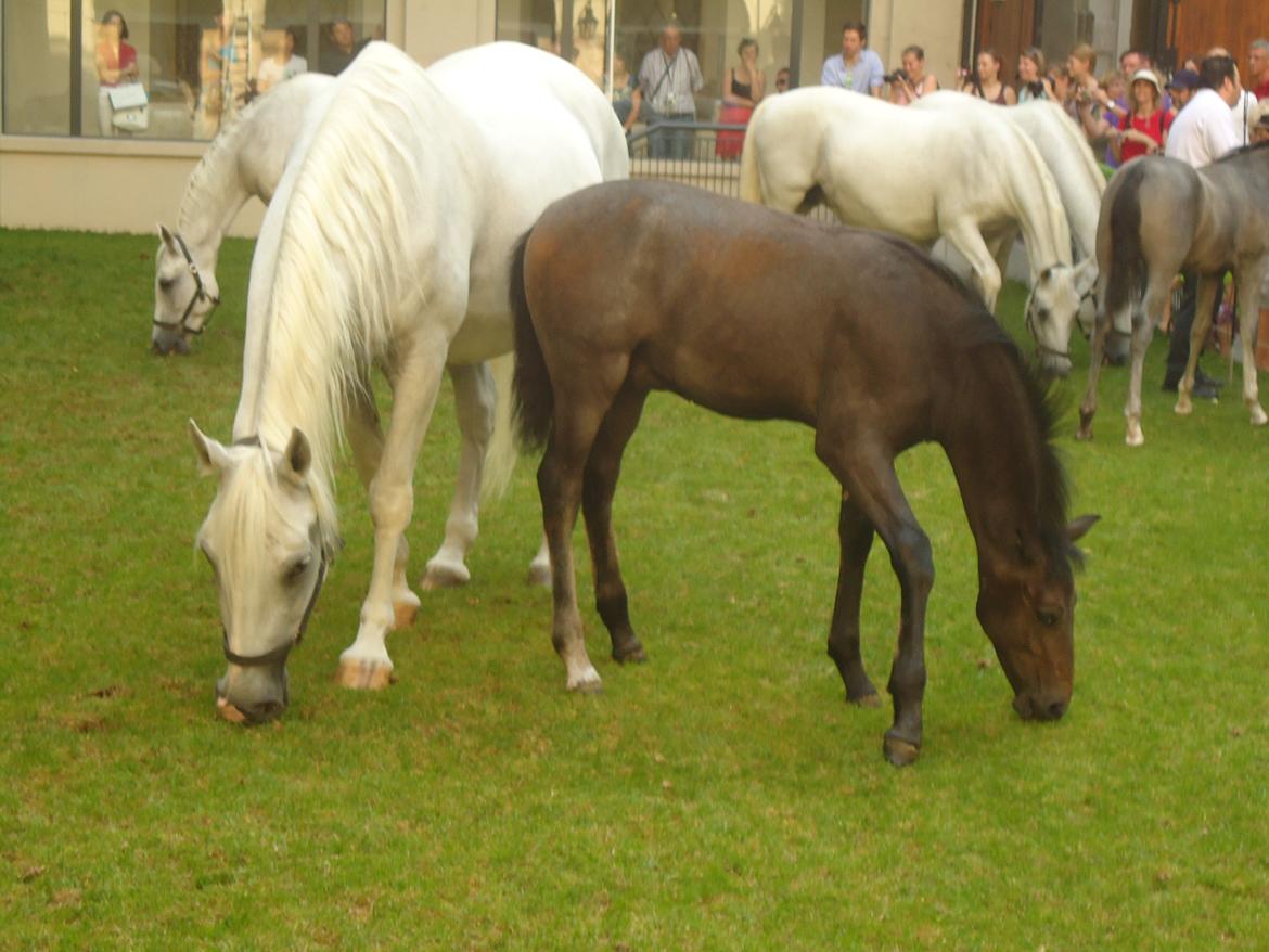 Den Spanske Rideskole i Wien billede 88