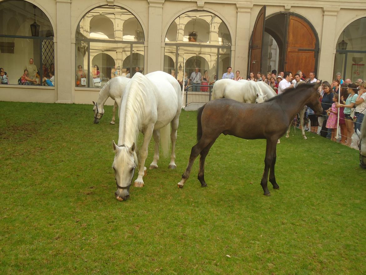 Den Spanske Rideskole i Wien billede 89