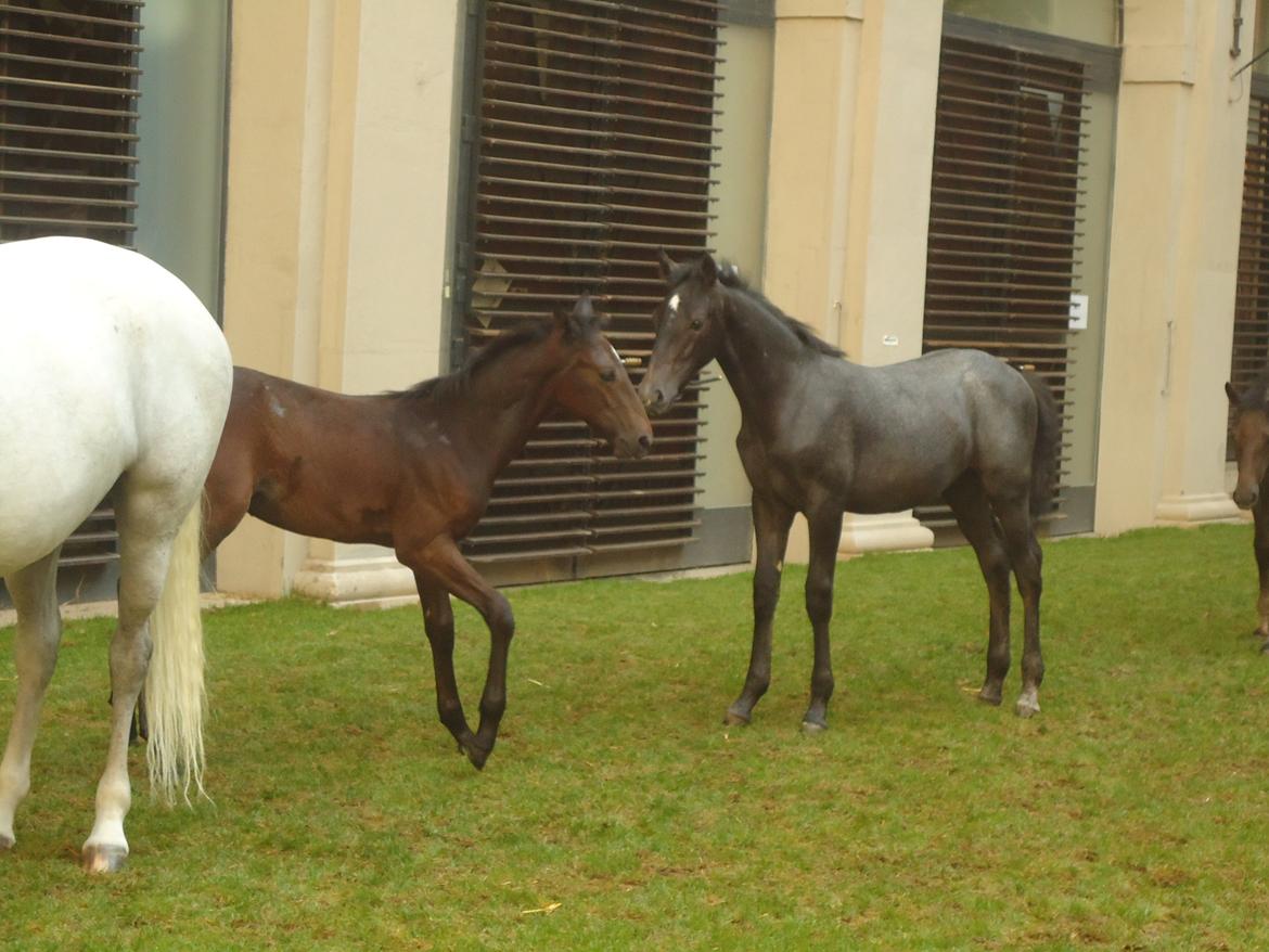 Den Spanske Rideskole i Wien billede 90