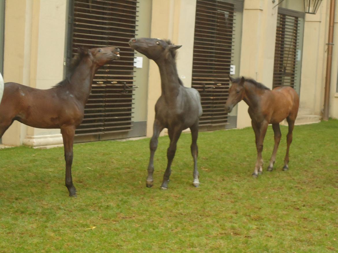 Den Spanske Rideskole i Wien billede 91