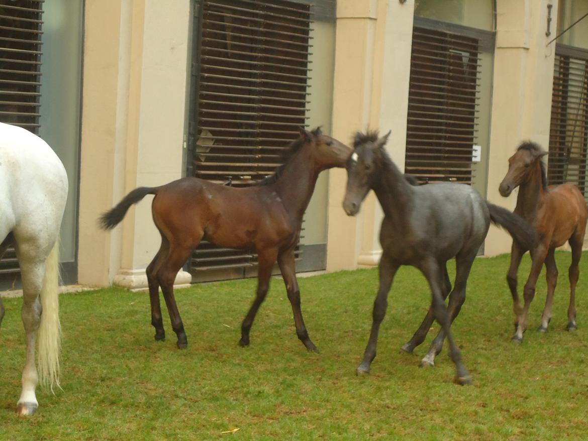 Den Spanske Rideskole i Wien billede 92