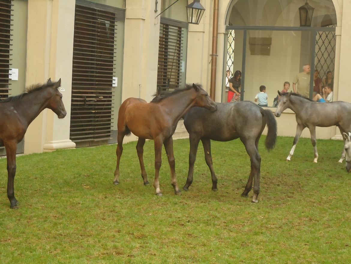Den Spanske Rideskole i Wien billede 93
