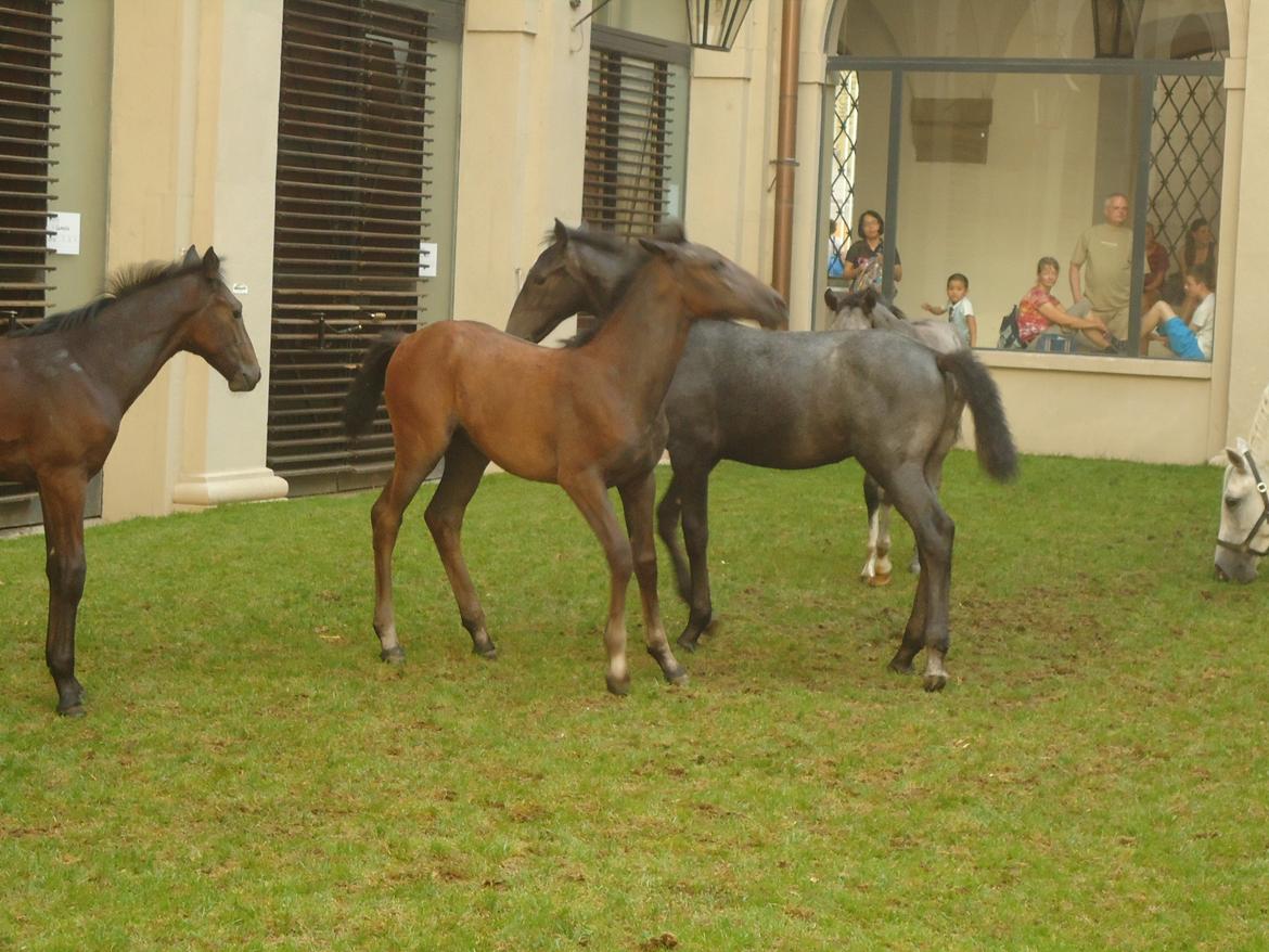 Den Spanske Rideskole i Wien billede 94