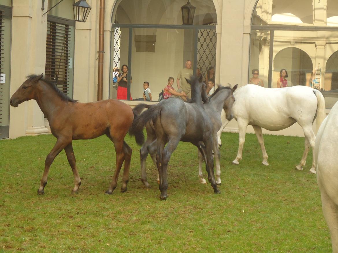 Den Spanske Rideskole i Wien billede 95