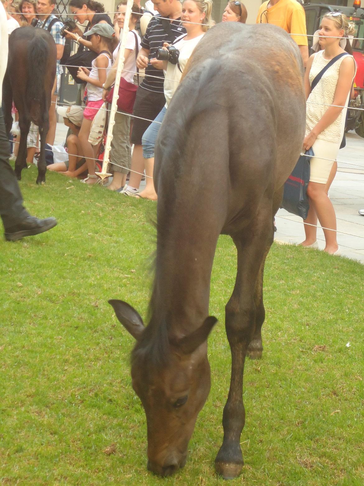 Den Spanske Rideskole i Wien billede 96