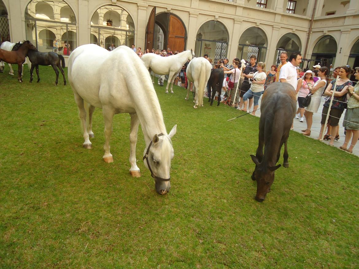 Den Spanske Rideskole i Wien billede 97