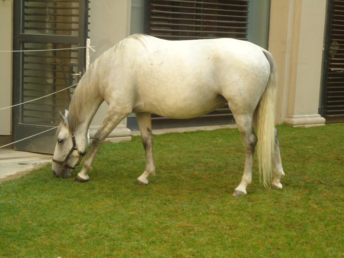 Den Spanske Rideskole i Wien billede 99