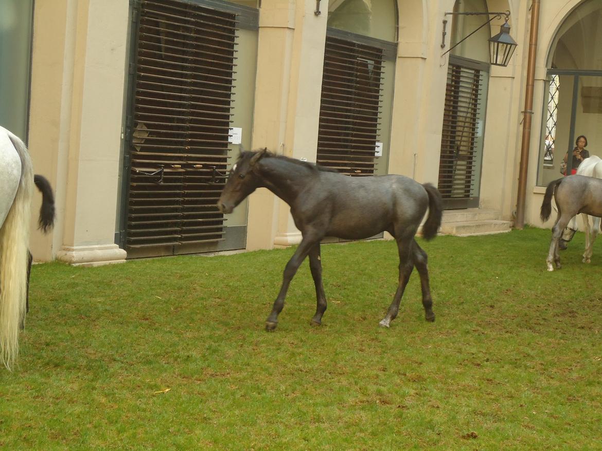 Den Spanske Rideskole i Wien billede 100
